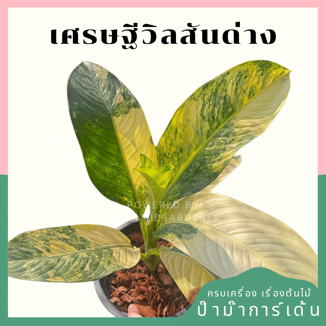 เศรษฐีวิลสันด่าง (Dieffenbachia Variegated)