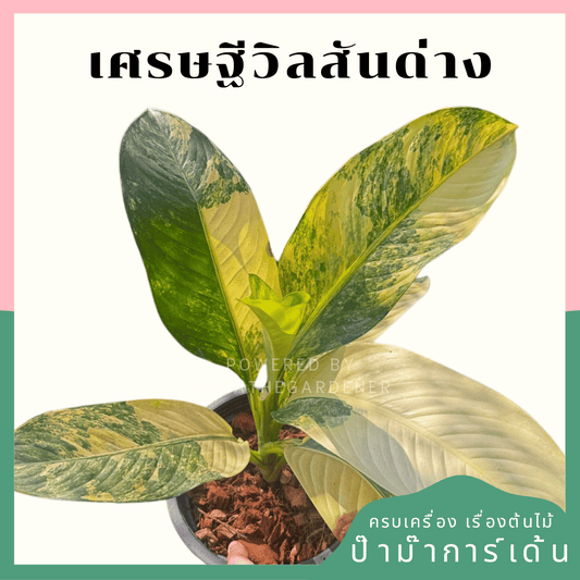 เศรษฐีวิลสันด่าง (Dieffenbachia Variegated)