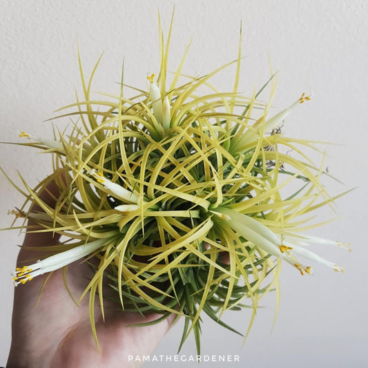 ทิลแลนเซียเกาะขอนไม้ ionantha