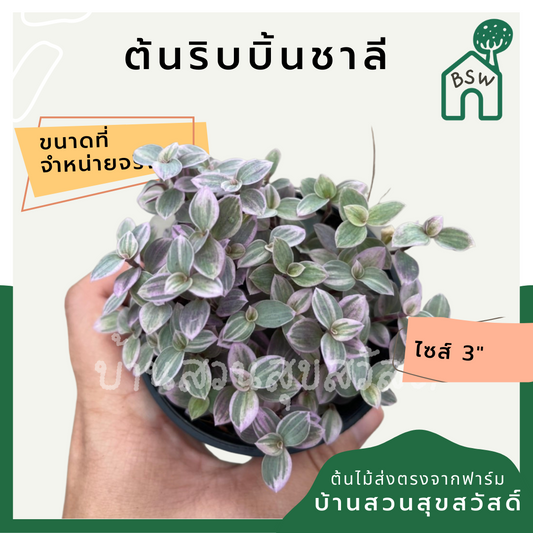 ริบบิ้นชาลี (Callisia Repens) ไม้แขวนในกระถาง 3 นิ้ว
