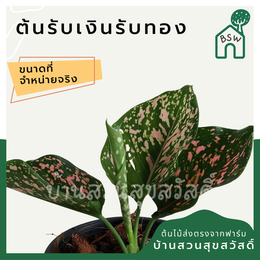 รับเงินรับทอง (Aglaonema) ไม้มงคลในกระถาง 4-6 นิ้ว