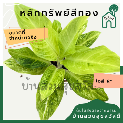 หลักทรัพย์สีทอง | Lak Sap Si Thong | ไม้มงคลเสริมทรัพย์ ต้นไม้ใบด่าง กระถาง 8 นิ้ว