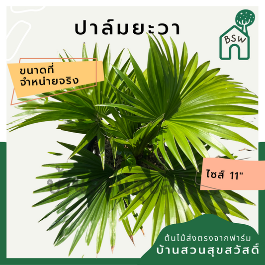 ปาล์มยะวา (Roystonea Regia) ไม้แดดจัดสวนในกระถาง 11 นิ้ว