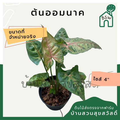 ออมนาค (Syngonium Podophyllum 'Neon Robusta') ไม้มงคลในกระถาง 4 นิ้ว