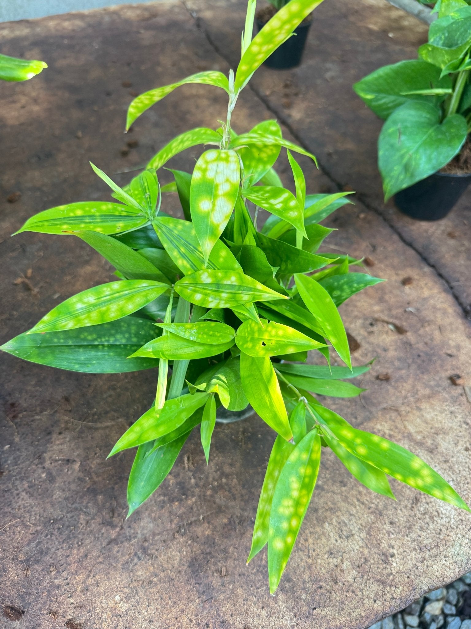 ต้นไผ่มังกรทอง ไผ่ญี่ปุ่น ไผ่ญี่ปุ่นทอง กระถาง5 - 6 นิ้ว - Pamathegardener