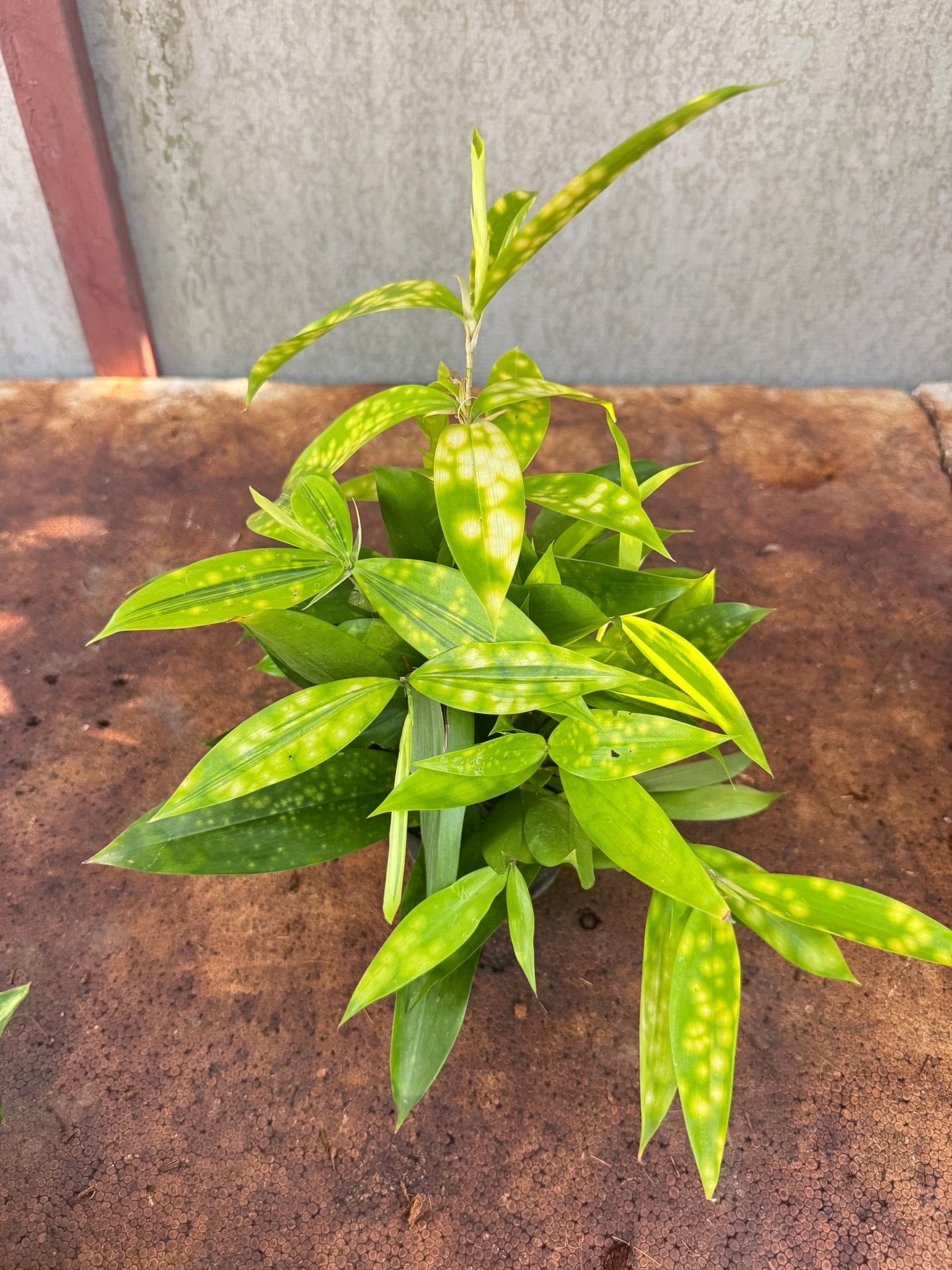ต้นไผ่มังกรทอง ไผ่ญี่ปุ่น ไผ่ญี่ปุ่นทอง กระถาง5 - 6 นิ้ว - Pamathegardener