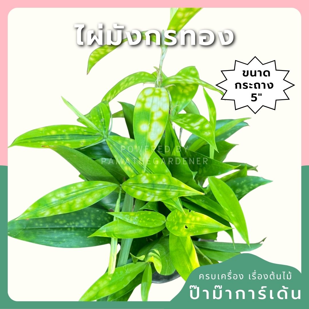 ต้นไผ่มังกรทอง ไผ่ญี่ปุ่น ไผ่ญี่ปุ่นทอง กระถาง5 - 6 นิ้ว - Pamathegardener