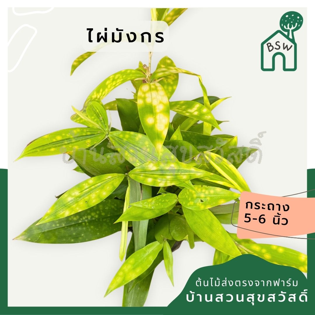 ต้นไผ่มังกรทอง ไผ่ญี่ปุ่น ไผ่ญี่ปุ่นทอง กระถาง5 - 6 นิ้ว - Pamathegardener