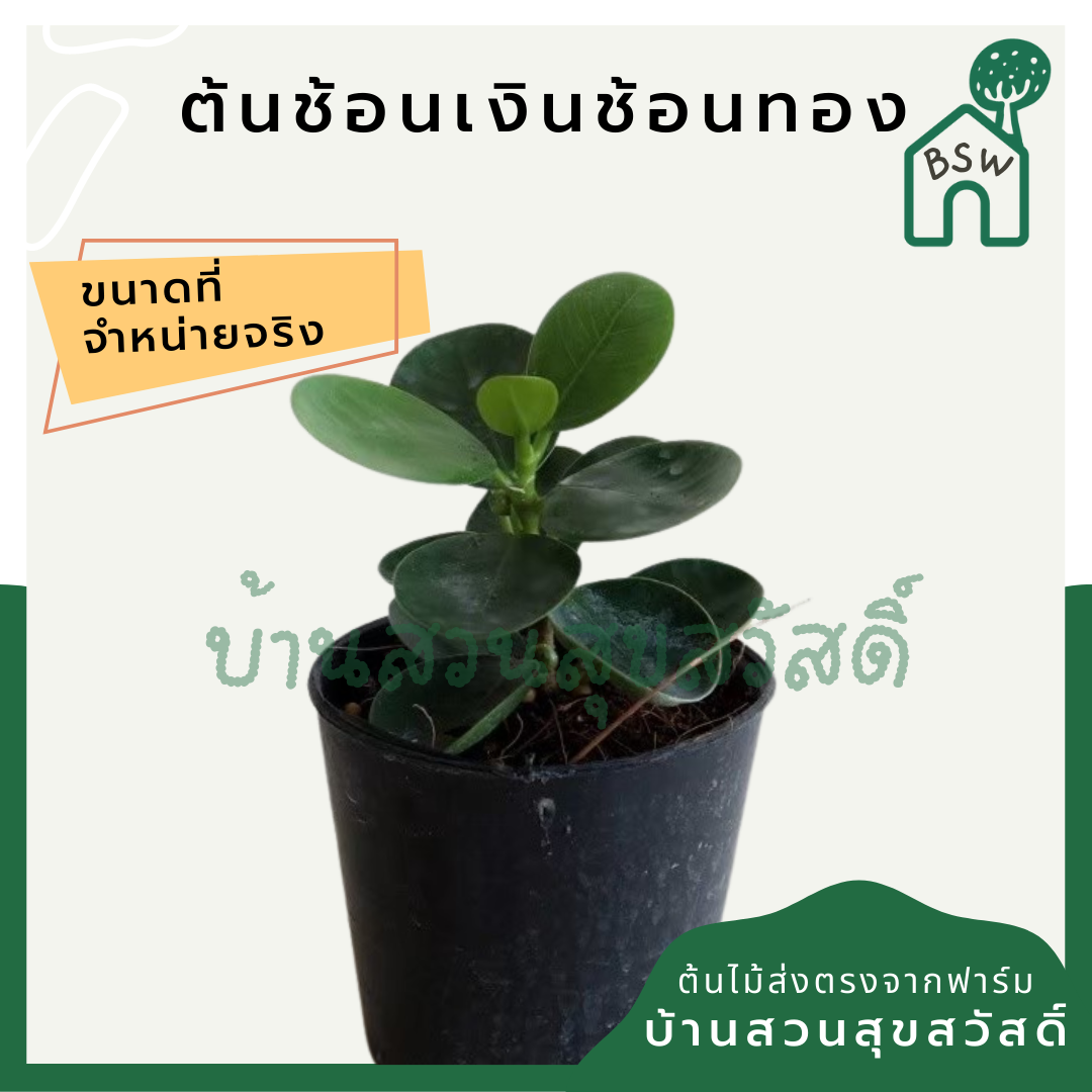 ต้นช้อนเงินช้อนทอง ในกระถางพร้อมตั้ง ต้นไม้มงคล