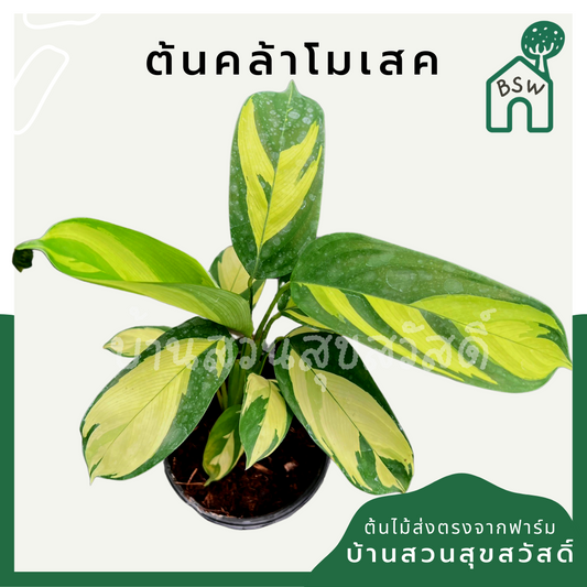 คล้าโมเสก (Goeppertia Insignis) ไม้ใบสวยในกระถาง 3 นิ้ว