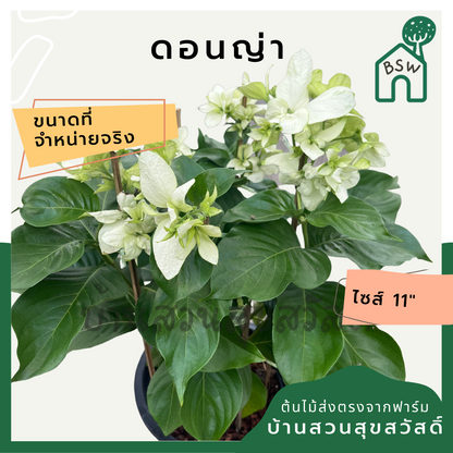 ดอนญ่า (Mussaenda Philippica) ไม้ดอกสวยในกระถาง 11 นิ้ว