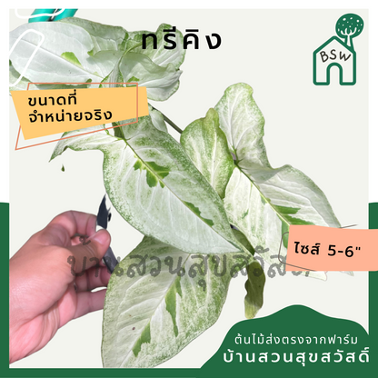 ซิงโกเนียมทรีคิง (Syngonium Three Kings) กระถาง 5-6 นิ้ว