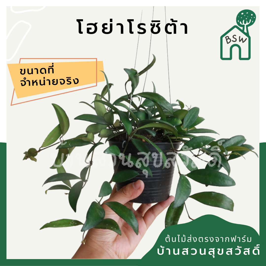 โฮย่าโรซิต้า (Hoya Rosita) ไม้แขวนในกระถาง 4 นิ้ว