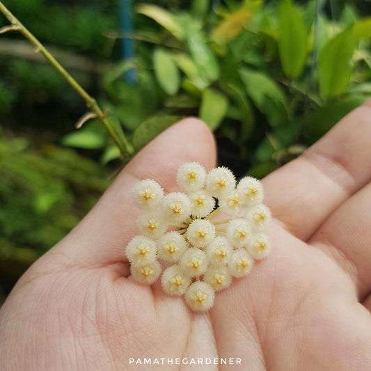 โฮย่าดอกขาว โฮย่าฮาวาย (Hoya 'White Flower') ไม้แขวนดอกหอมในกระถาง 4 นิ้ว