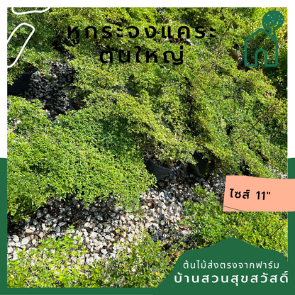 หูกระจงแคระ (Ficus Benjamina 'Compacta') ไม้ทรงสวยในกระถาง 11 นิ้ว