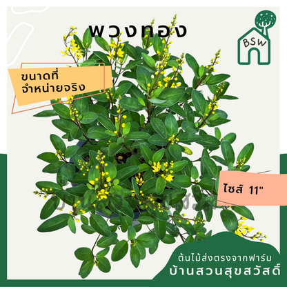 ต้นพวงทอง กระถาง 8 นิ้ว ออกดอกสวยทั้งปี