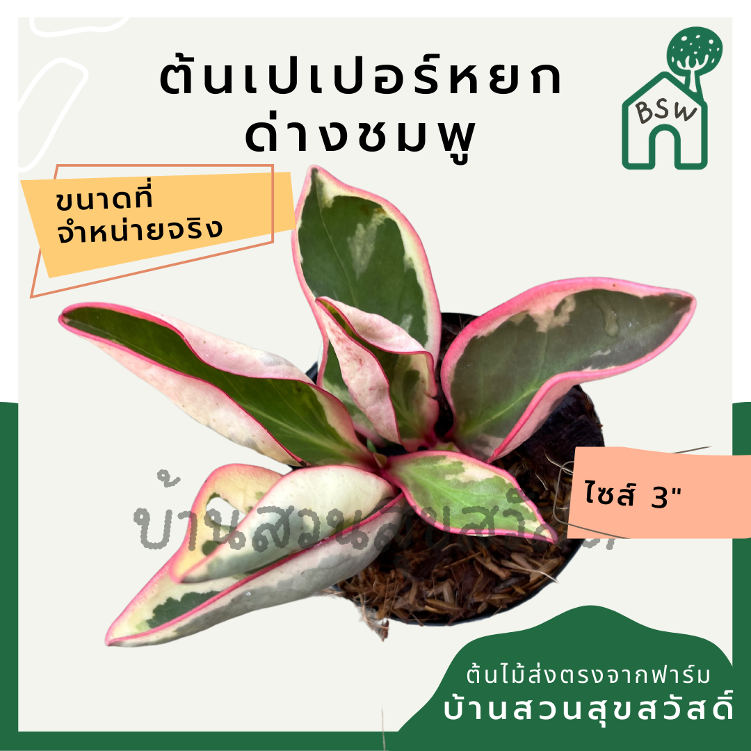 เปเปอร์หยกด่างชมพู กระถาง 3 นิ้ว pepperomia สีสวยหวานชมพู