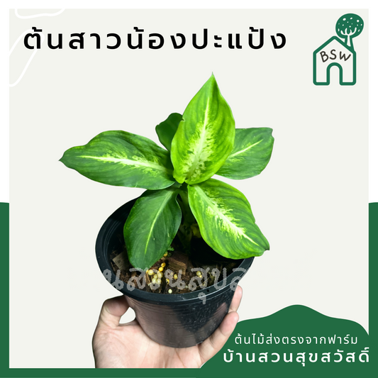 สาวน้อยปะแป้ง (Dieffenbachia Seguine) ไม้มงคลในกระถางพร้อมตั้ง