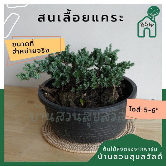 สนเลื้อยแคระ (Juniperus Procumbens 'Nana') ไม้บอนไซในกระถางพร้อมตั้ง
