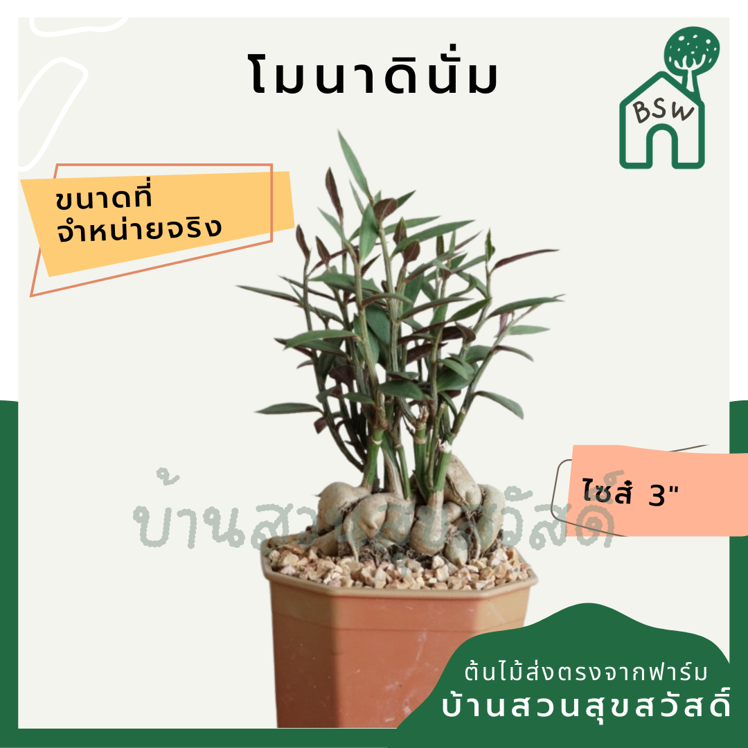 โมนาดินั่ม (Monadenium) ไม้โชว์โขดในกระถางพร้อมตั้ง