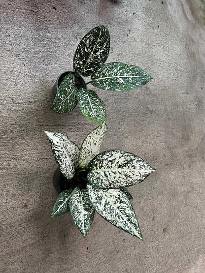 อโกลนีมา มรดกโลก Aglaonema World of heritage