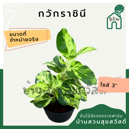กวักราชินี ในกระถาง 3 นิ้ว ต้นไม้มงคล มาในกระถางพร้อมตั้ง