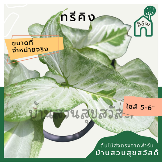 ซิงโกเนียมทรีคิง (Syngonium Three Kings) กระถาง 5-6 นิ้ว