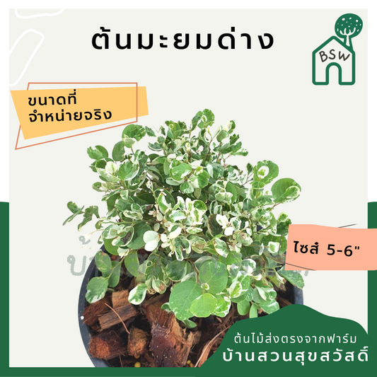 มะยมด่าง (Phyllanthus Emblica) ไม้แดดในกระถางพร้อมตั้ง