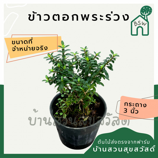 ข้าวตอกพระร่วง (Thryallis Glauca) บอนไซในกระถางพร้อมตั้ง
