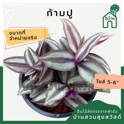 ก้ามปูหลุด กระถาง 5-6 นิ้ว ต้นโกสน ใบกำมะหยี่สวย เป็นไม้แดด ไม้ด่างสวย ใบสีสันสดใส