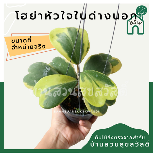 โฮย่าหัวใจด่างนอก (Hoya Kerrii 'Variegata') ไม้ใบรูปหัวใจในกระถางพร้อมลวดแขวน