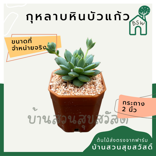 กุหลาบหินบัวแก้ว (Echeveria 'Lotus') แคคตัสในกระถางพร้อมตั้ง