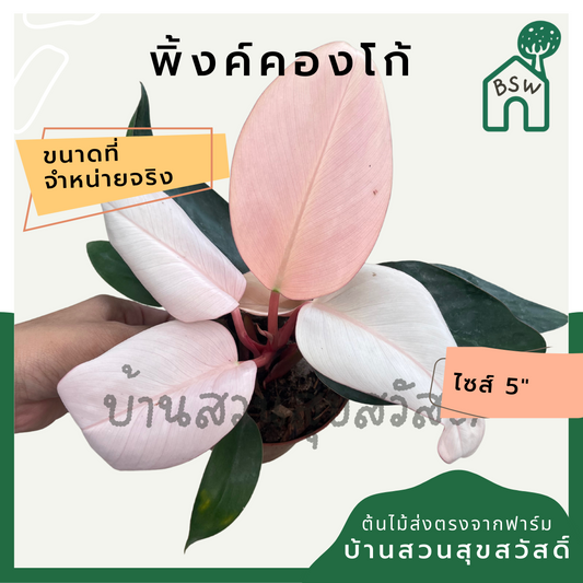 พิ้งค์คองโก (Philodendron Pink Congo) ไม้ใบชมพูสวยในกระถาง