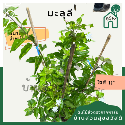 มะลุลี (Jasminum Sambac 'Mali Lii') ไม้ดอกหอมในกระถาง 11 นิ้ว
