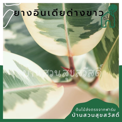 ยางอินเดียด่างขาว มีหลายขนาด