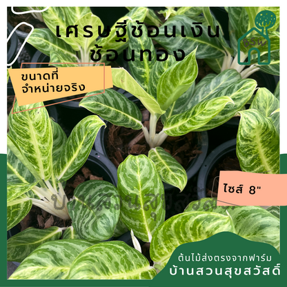 เศรษฐีช้อนเงินช้อนทอง กระถาง 5-6 นิ้ว อโกลนีมา ด่างแบบโดดเด่น aglaonema ไม้แรร์