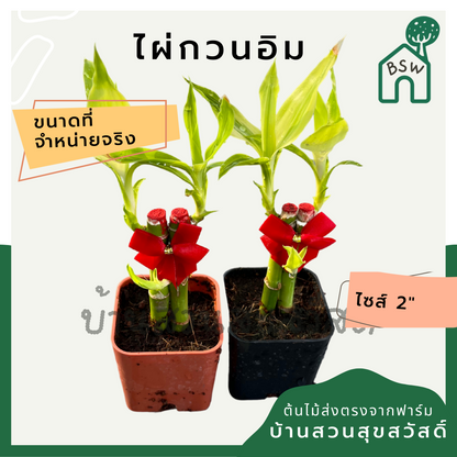 ไผ่กวนอิม กระถาง 2.5 นิ้ว พร้อมโบว์แดง ไม้มงคลเรื่องการงานและความรัก นิยมนำไปปลูกบูชาพระ