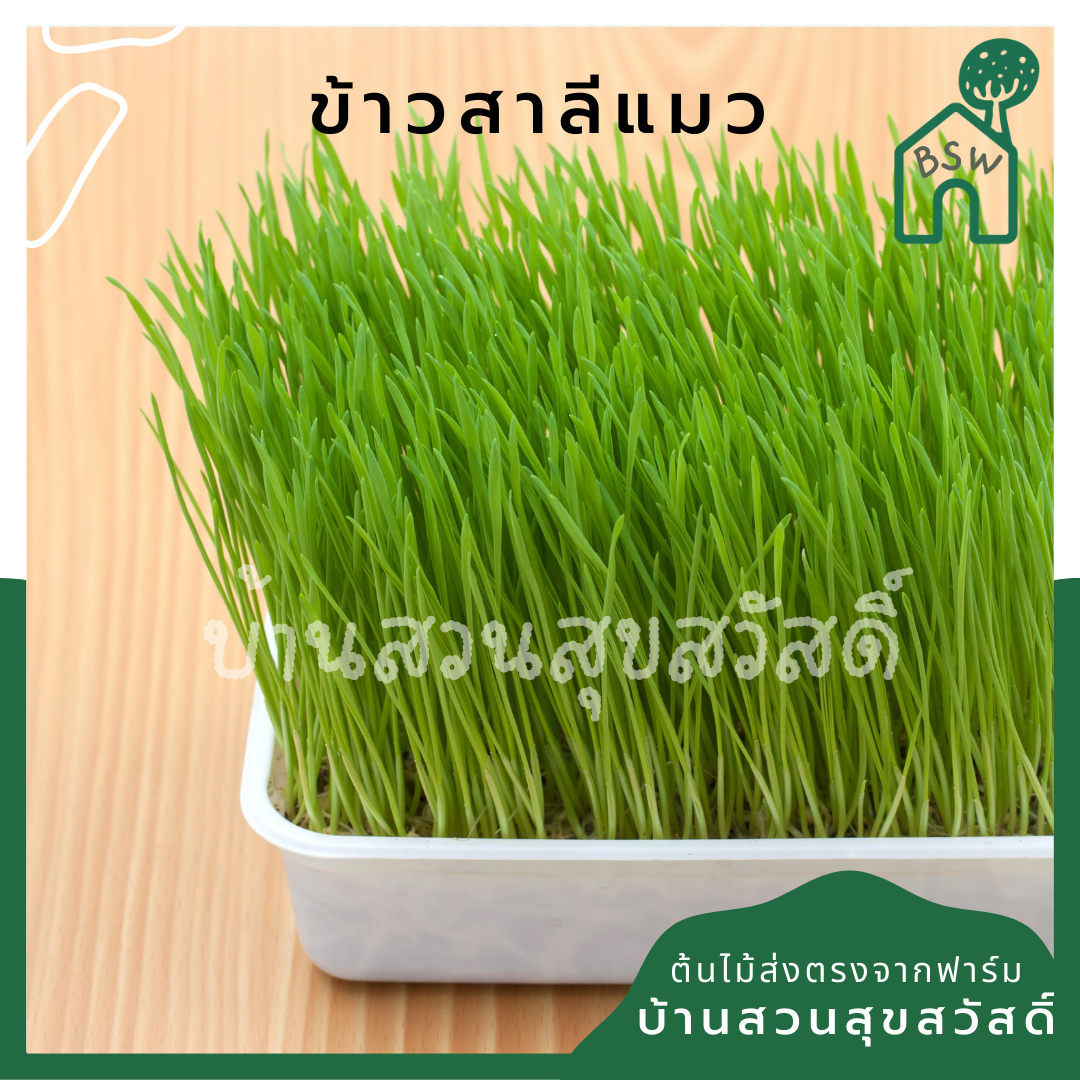 ต้นข้าวสาลี ให้น้องหมา น้องแมว ทานได้