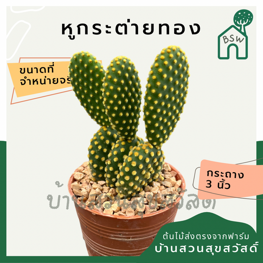 แคคตัสหูกระต่ายทอง (Opuntia Microdasys) กระบองเพชรในกระถางพร้อมตั้ง