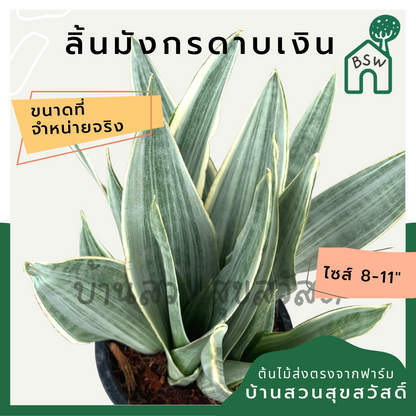 ลิ้นมังกรดาบเงิน ฟอร์มกอ กระถาง 5-6 นิ้ว เป็นไม้แดด ต้นไม้มินิมอล ช่วยฟอกอากาสได้ดี