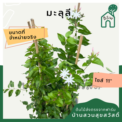 มะลุลี (Jasminum Sambac 'Mali Lii') ไม้ดอกหอมในกระถาง 11 นิ้ว
