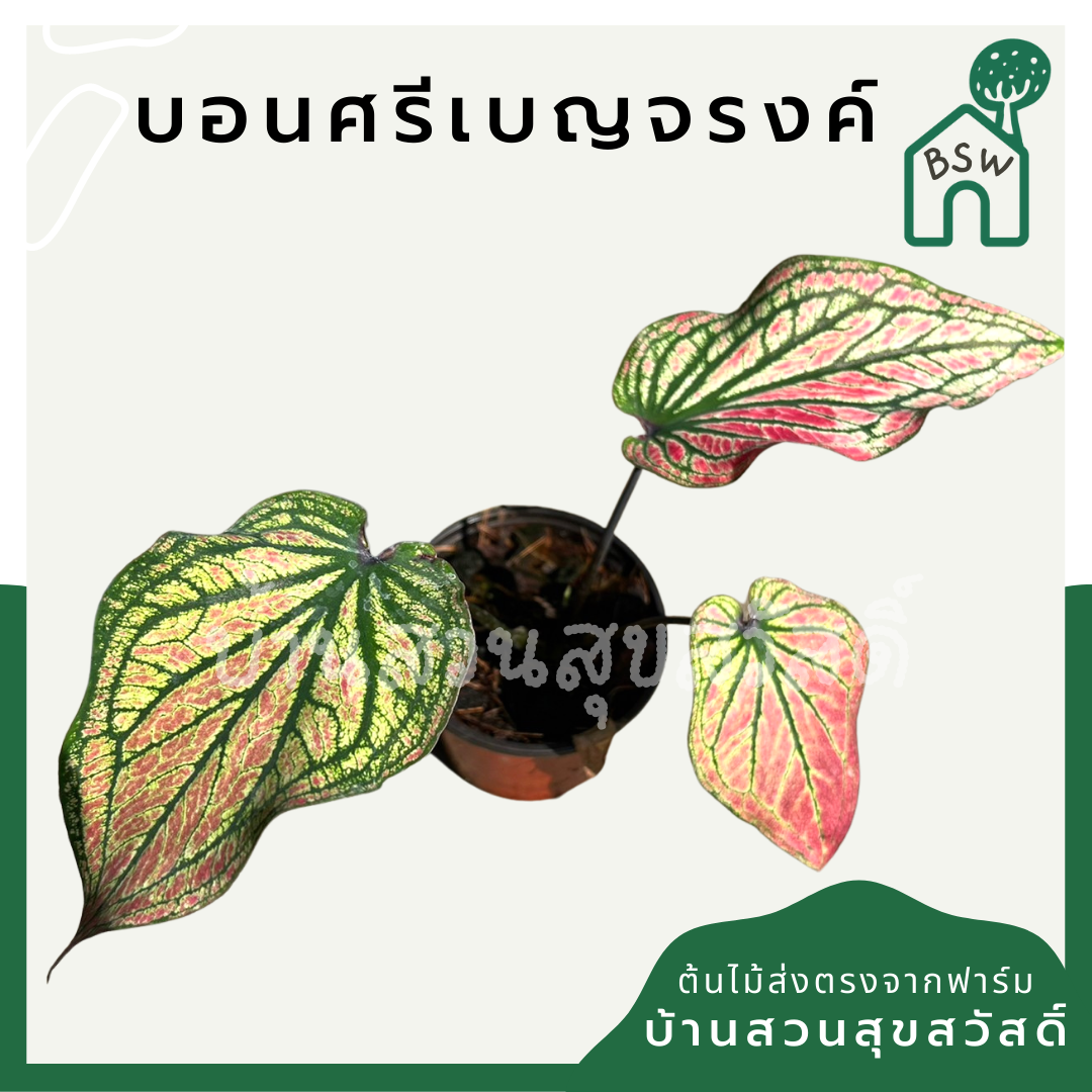 บอนสีศรีเบญจรงค์ (Caladium 'Sribenjarong') ไม้ใบมงคลในกระถางพร้อมตั้ง