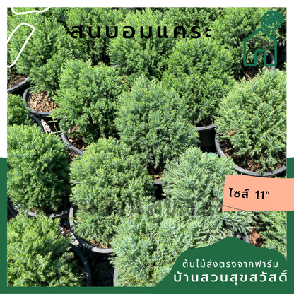 สนบอมแคระ กระถาง 11 นิ้ว