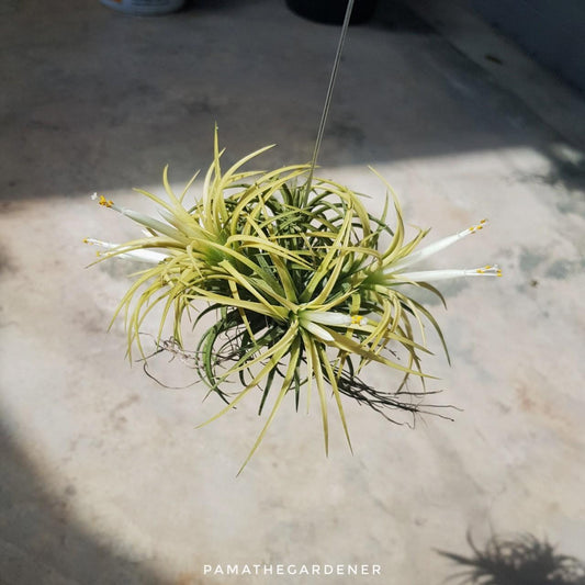ทิลแลนเซีย ionantha เป็นกอ