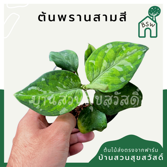 เสือพรานสามสี (Alocasia) ไม้ใบหายากในกระถางพร้อมตั้ง
