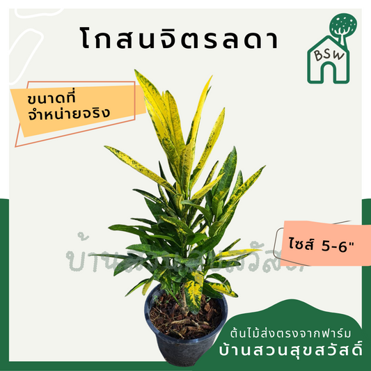 โกสนจิตรลดา กระถาง 5-6 นิ้ว ต้นโกสน เป็นไม้แดด ไม้ด่างสวย ใบสีสันสดใส