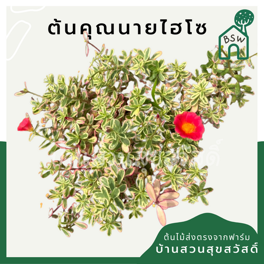 คุณนายตื่นสายไฮโซ (Portulaca Oleracea 'Variegata') ไม้ดอกในกระถาง 5-6 นิ้ว