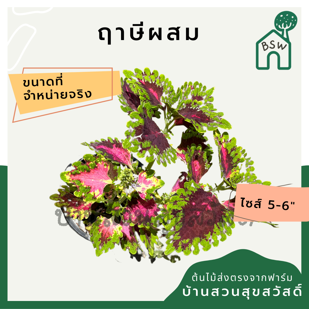 ฤาษีผสม (Solenostemon Scutellarioides) ไม้ด่างสีสวยในกระถาง 5-6 นิ้ว