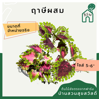 ฤาษีผสม (Solenostemon Scutellarioides) ไม้ด่างสีสวยในกระถาง 5-6 นิ้ว