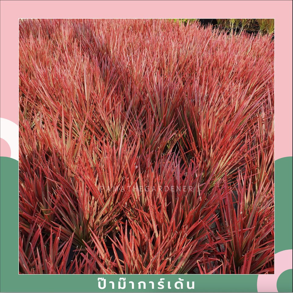 ต้นเข็มสามสี 3 ต้น